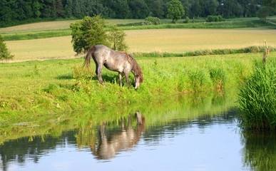 Fototapeta premium Doppelpony, graues Pony grast am Ufer eines Flusses und spiegelt sich im Wasser