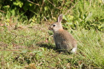 European rabbit, Rabbit, Rabbits, Oryctolagus cuniculus