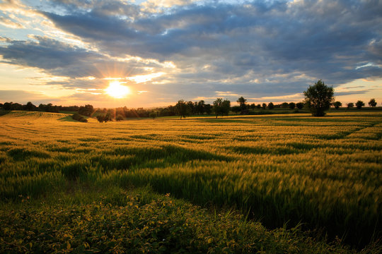 Sonnenuntergang &uuml;ber einem Getreidefeld