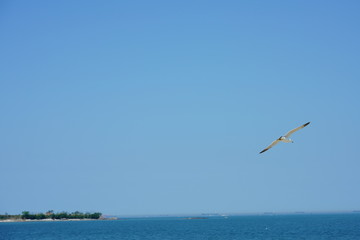 Fototapeta na wymiar 야생 갈매기 (seagull)