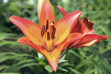 Red Lily flower in the garden closeup 