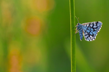 latticed heath butterflyx