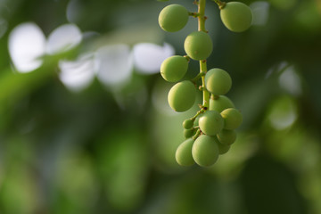 Young green grapes on with green background.