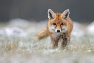 Foto op Plexiglas Rode vos in wintervos © David
