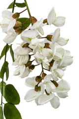 Blossoming acacia with leafs, isolated on white background