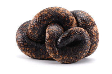 snake Calabar Ground Python isolated on white background
