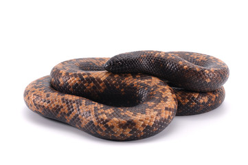 snake Calabar Ground Python isolated on white background