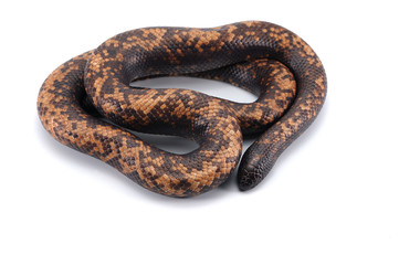 snake Calabar Ground Python isolated on white background