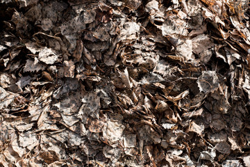 Top view on old leaf texture or pattern