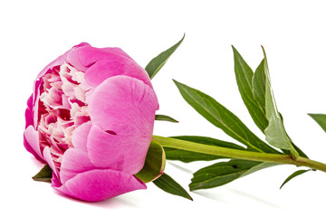 Rose flower of peony, lat. Paeonia, isolated on white background