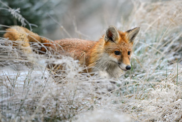 Obraz premium Red Fox in frozen grass