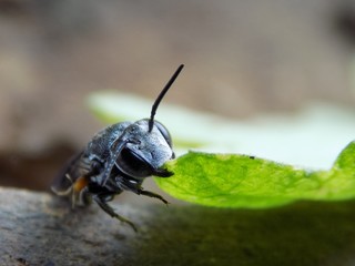 Bug