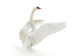 Acrylic prints Swan Swan on the surface.