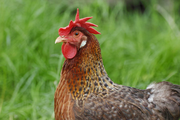 cock male bird