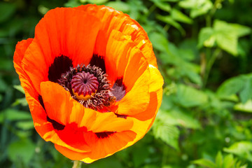 Orange poppy flower in garden