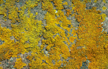  Orange lichen on brown stone.