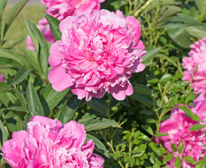 Pfingstrosen, Paeonia