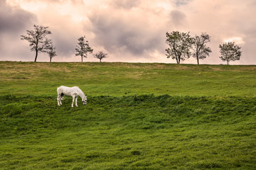 White horse grazing on a field in Transylvania, Romania. Discover Romania concept.