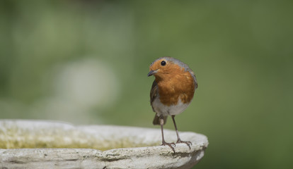 cute robin