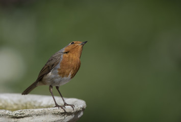 Fototapeta premium cute robin