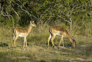 Impala , South Africa