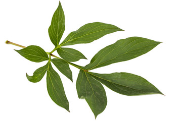 Fototapeta na wymiar Leaf of peony flower, lat. Paeonia, isolated on white background