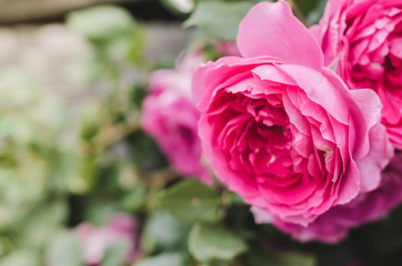 Pink roses in bloom