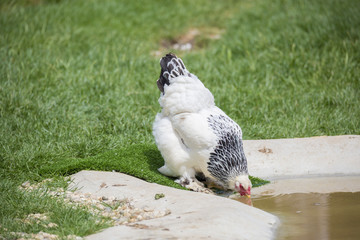 Poule de basse cour buvant de l'eau