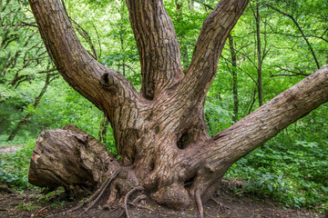 Old tree in Turda gorge, Romania. Discover Romania concept.