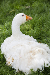 Oie en robe des champs