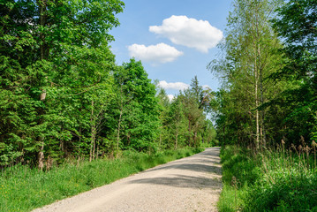 Fototapeta na wymiar Walking in the Perlacher Forst near Munich, Germany