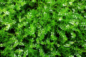  green tree background , nature background, Branches of green leaves