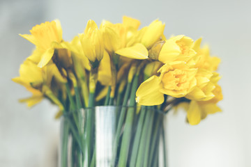 Yellow narcissuses bouquet in a glass vase