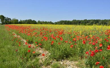Wild red poppies growing in a field of rapeseed in May in Friuli Venezia Giulia, north east Italy
