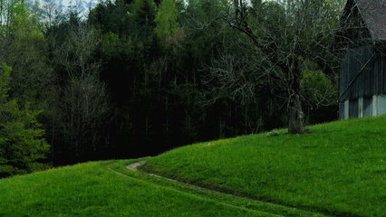 Weg in Wiese mit Wald im Hintergrund