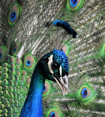 Stolzer Pfau im Porträt