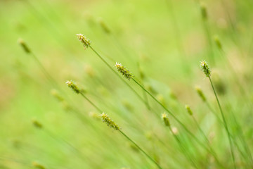 grass background image