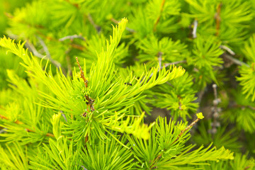 Natural background of young green larch needles with creeping ant