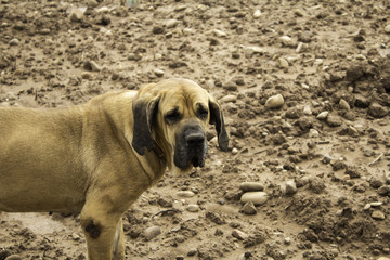 Dog fila brasileiro