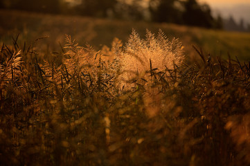 Sun in the grain