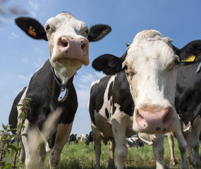 two black and white cows in meadow in the netherlands with blue sky and clouds