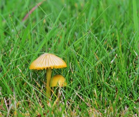 Autumn Fruiting Fungi