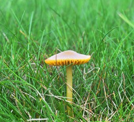 Autumn Fruiting Fungi