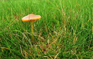 Autumn Fruiting Fungi