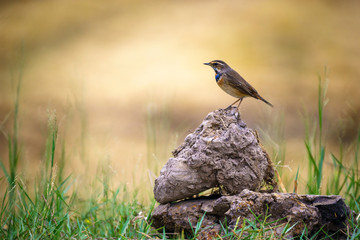 Bluethroat birds