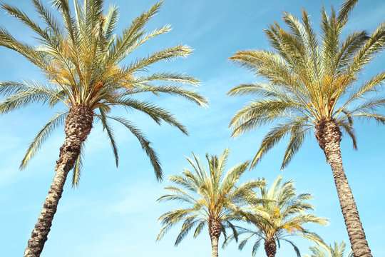 Travel, tourism, vacation, nature and summer holidays concept - palm trees on a blue sky background