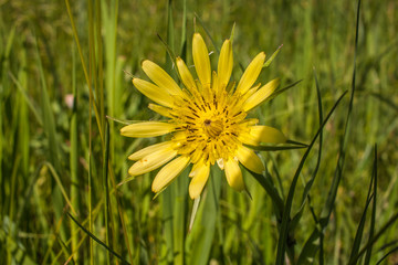 yellow flower