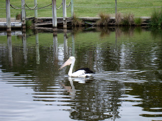 Pelican of Australia