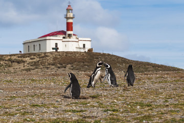 Pingwiny z Isla Magdalena, Chile © Rafał Bachanek