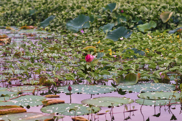 Lotus flowers at Hanoi, Vietnam
